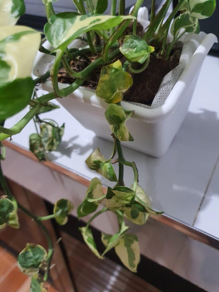 2of3 vines wilting