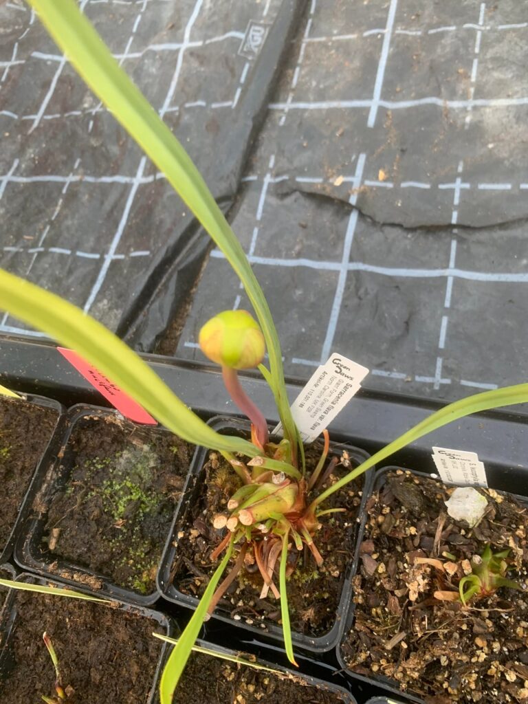 First buds and pitchers in the greenhouse - so excited!