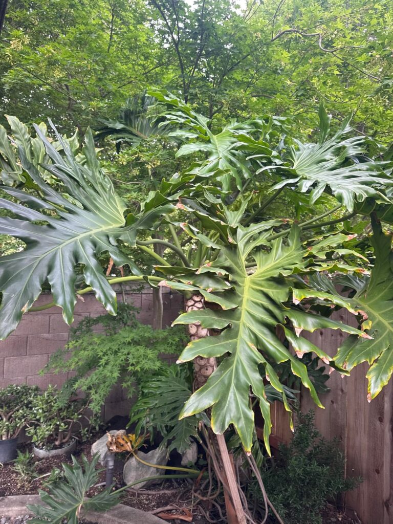 Plant ID Please