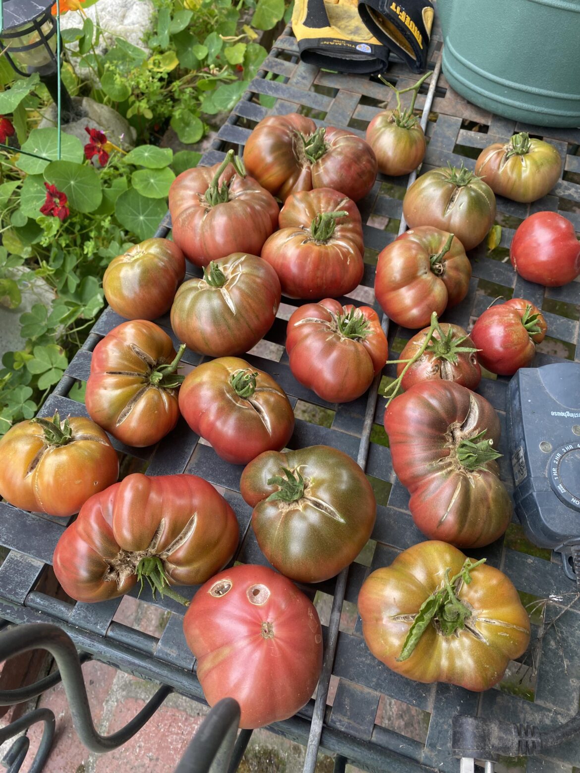 I bought a tomato plant 1 year ago and completely forgot about it until today I bought a tomato plant 1 year ago and completely forgot about it until today