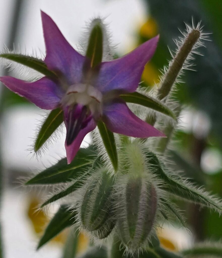 Borage for pollinators