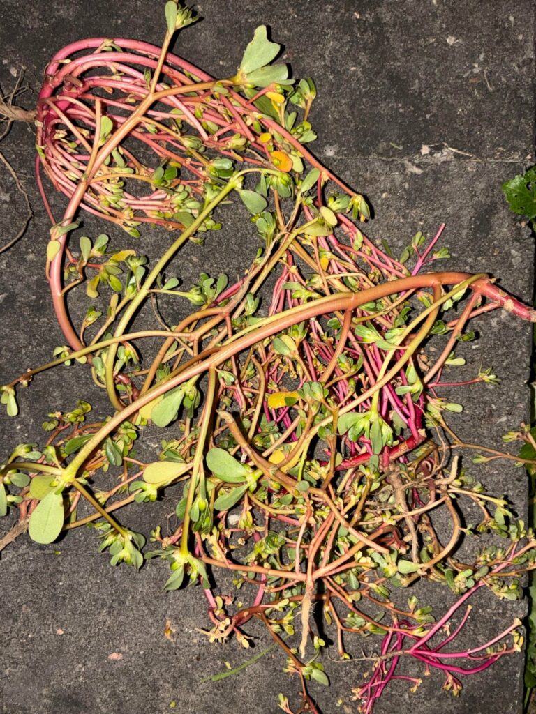 Is this the edible weed, Purslane?