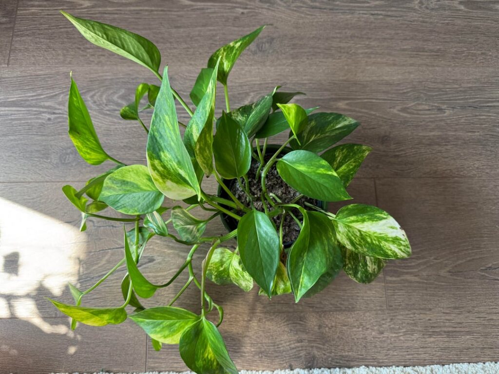 Pothos refuses to grow