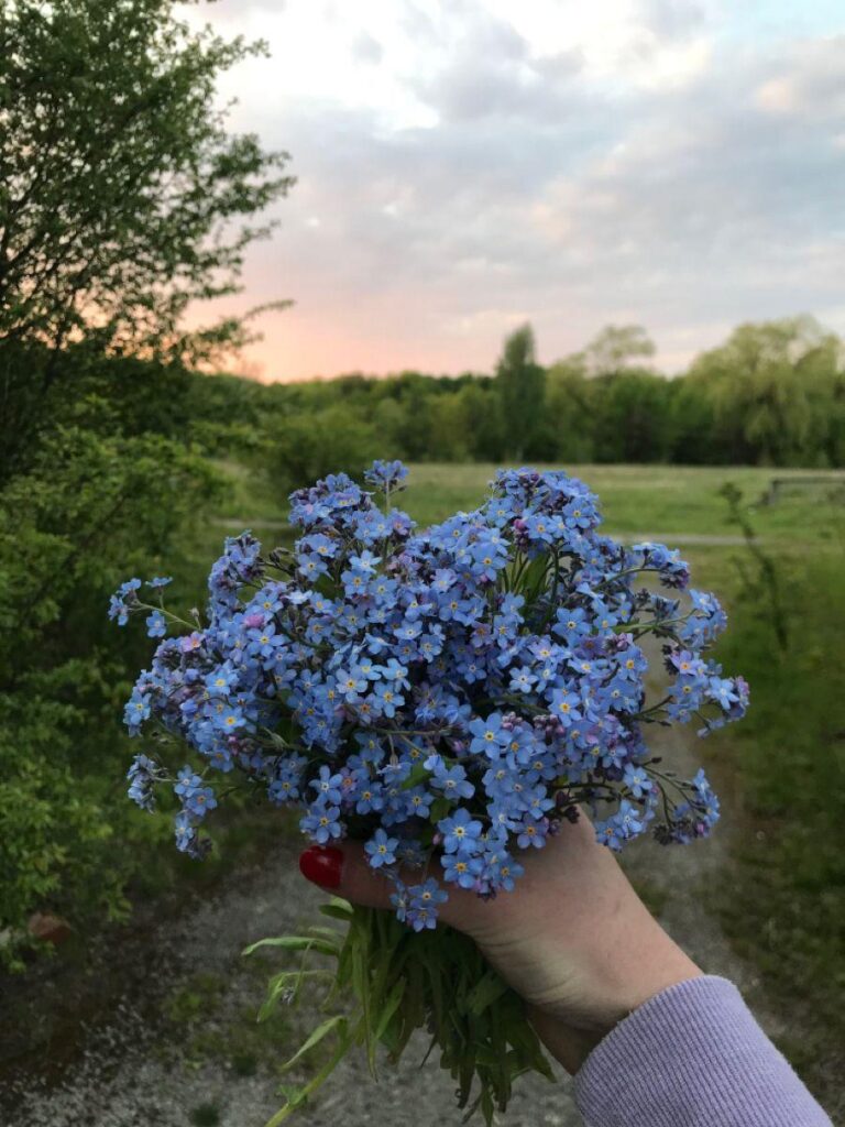 Here's some cornflower for you to make your day or tomorrows day much lighter and better. Much love from OP