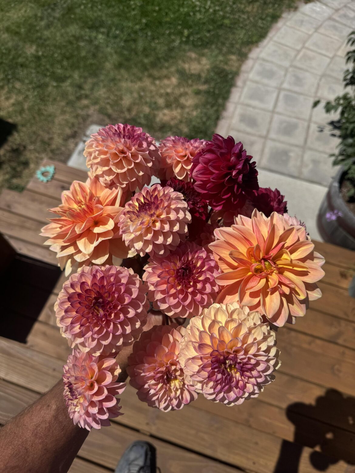 They are flowering like crazy now