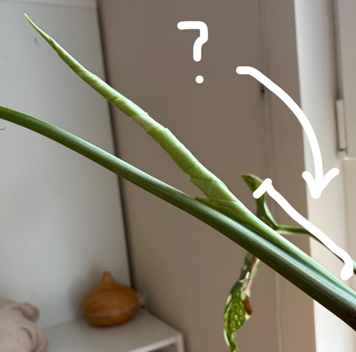 How are new leaves made and “stored”?