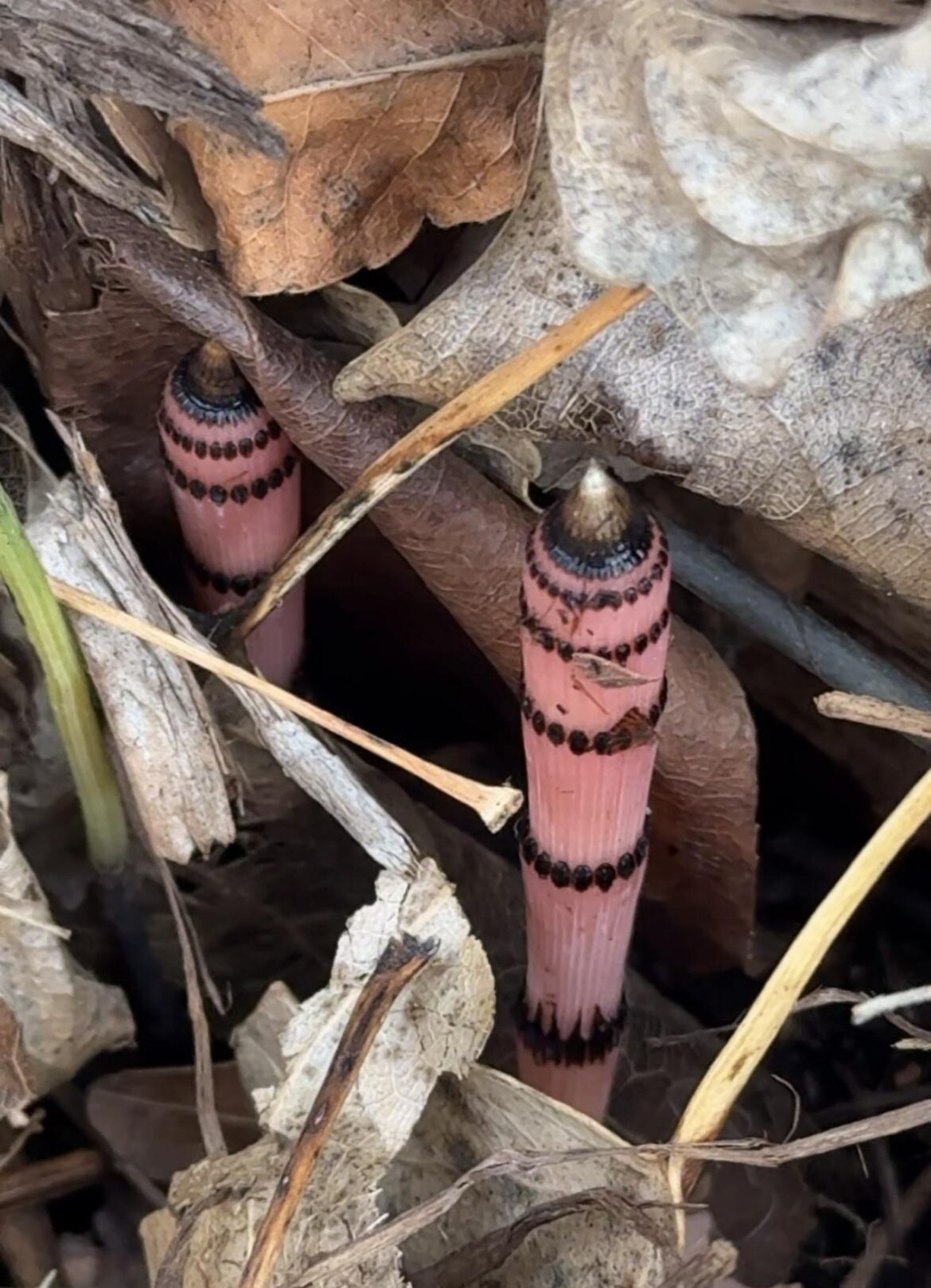 What is this hiding behind my fence under some rocks?