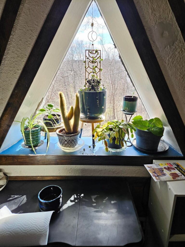 Repotted and rearranged my window collections!