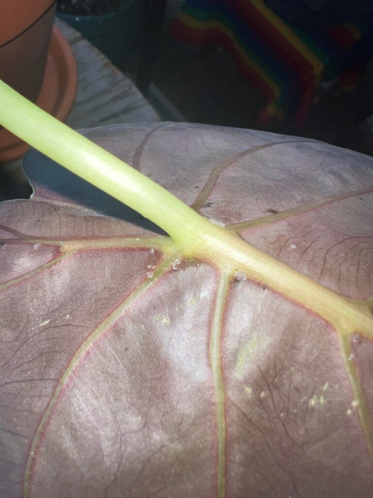 White sticky substance?