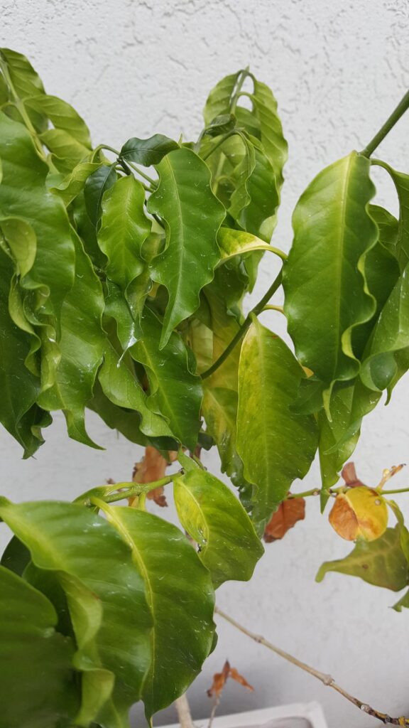 Coffee plant with yellow leaves Coffee plant with yellow leaves