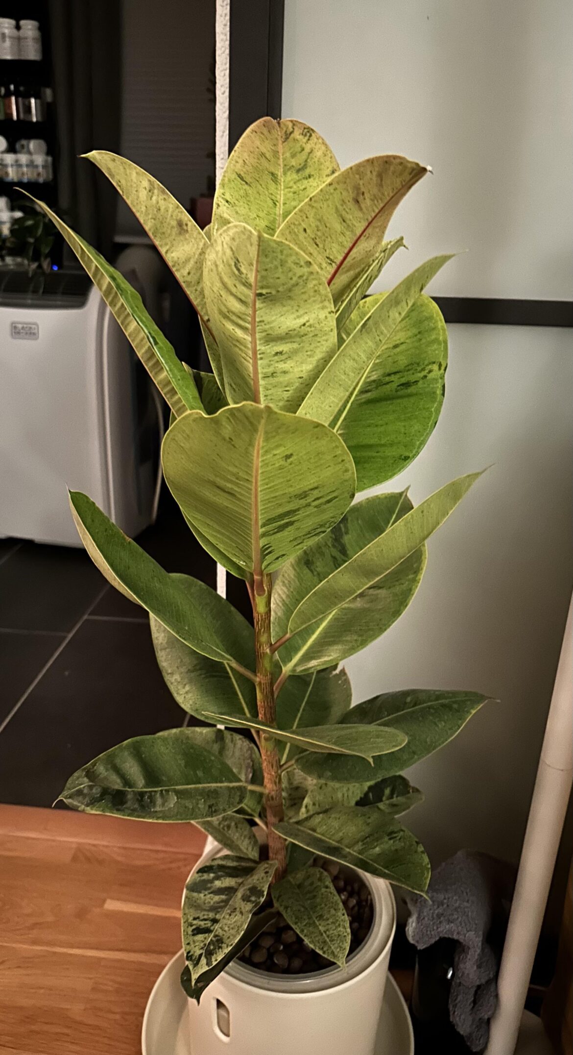 Where would you cut this for propagating?