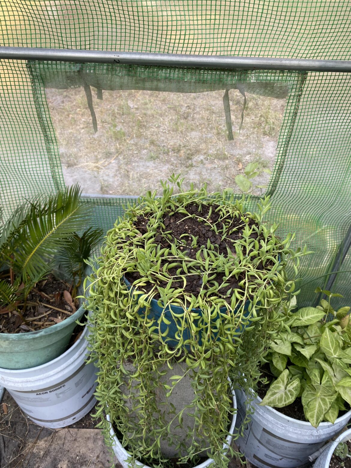 Time for a trim