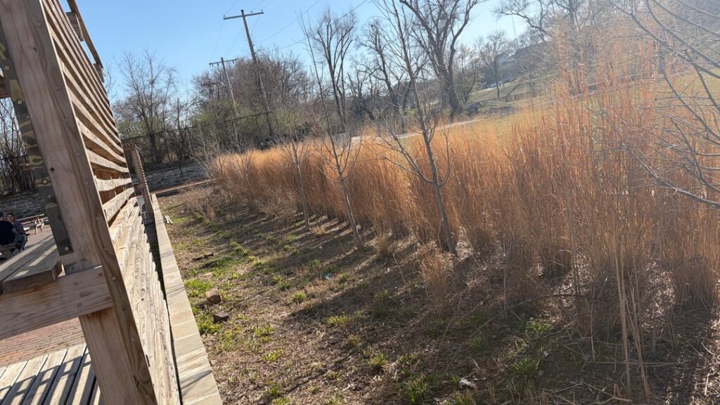 What kind of grass is this? What kind of grass is this?