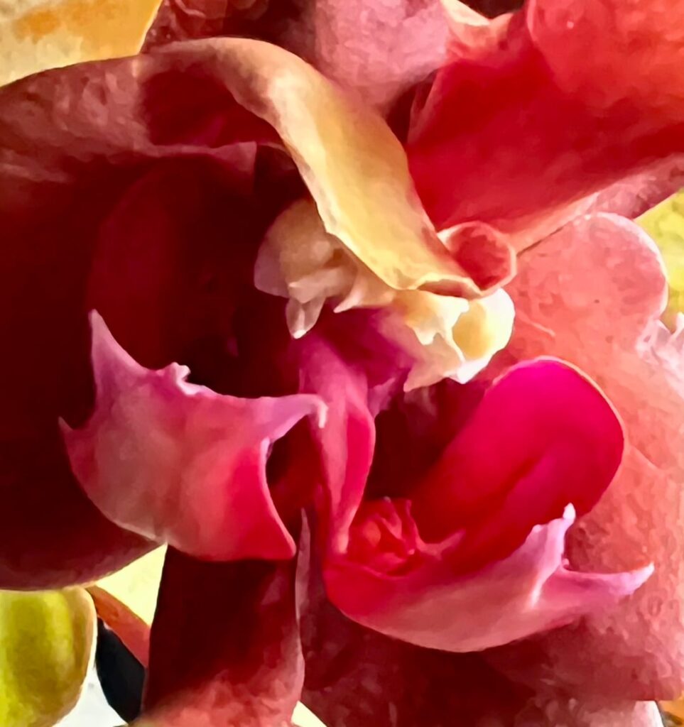 My moth orchid has a double bloom! It looks weird but also incredibly cool! This is my first orchid. Is this unusual?