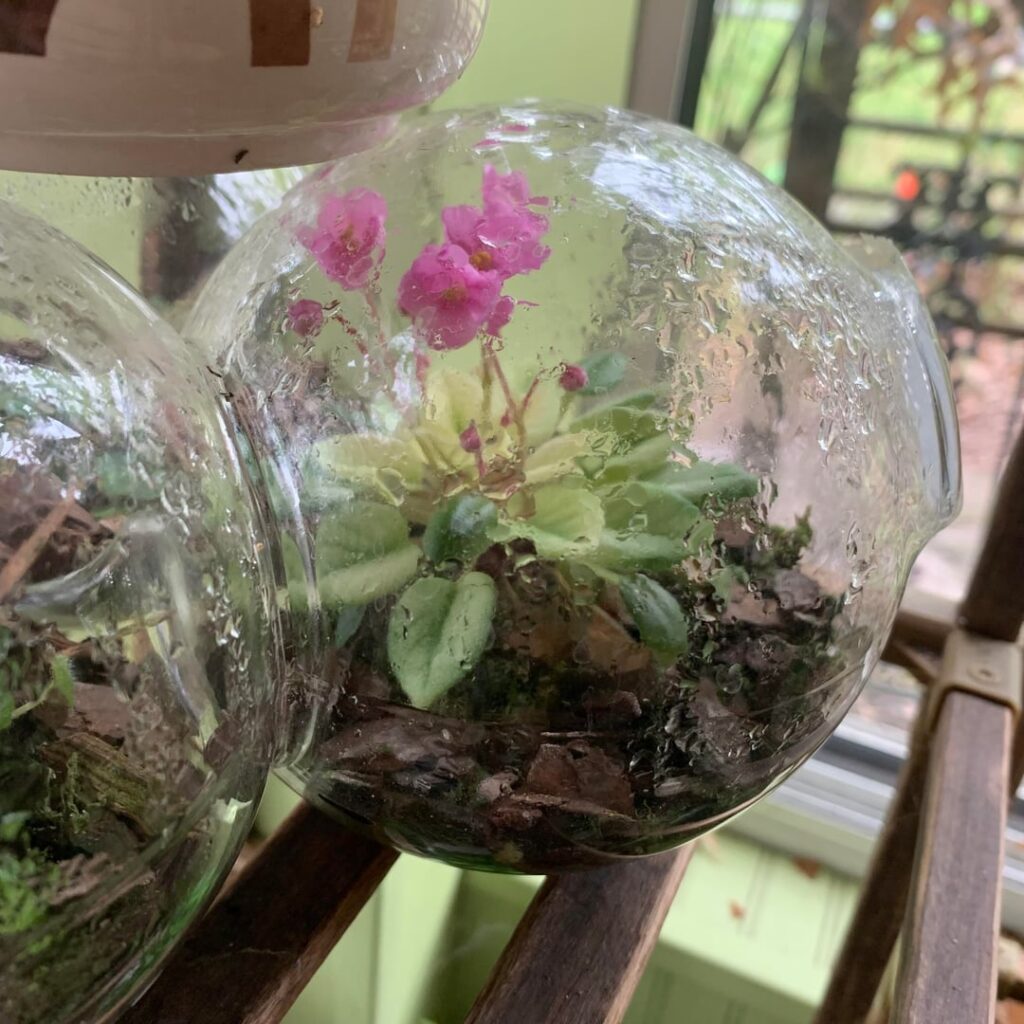 African violet in a terrarium