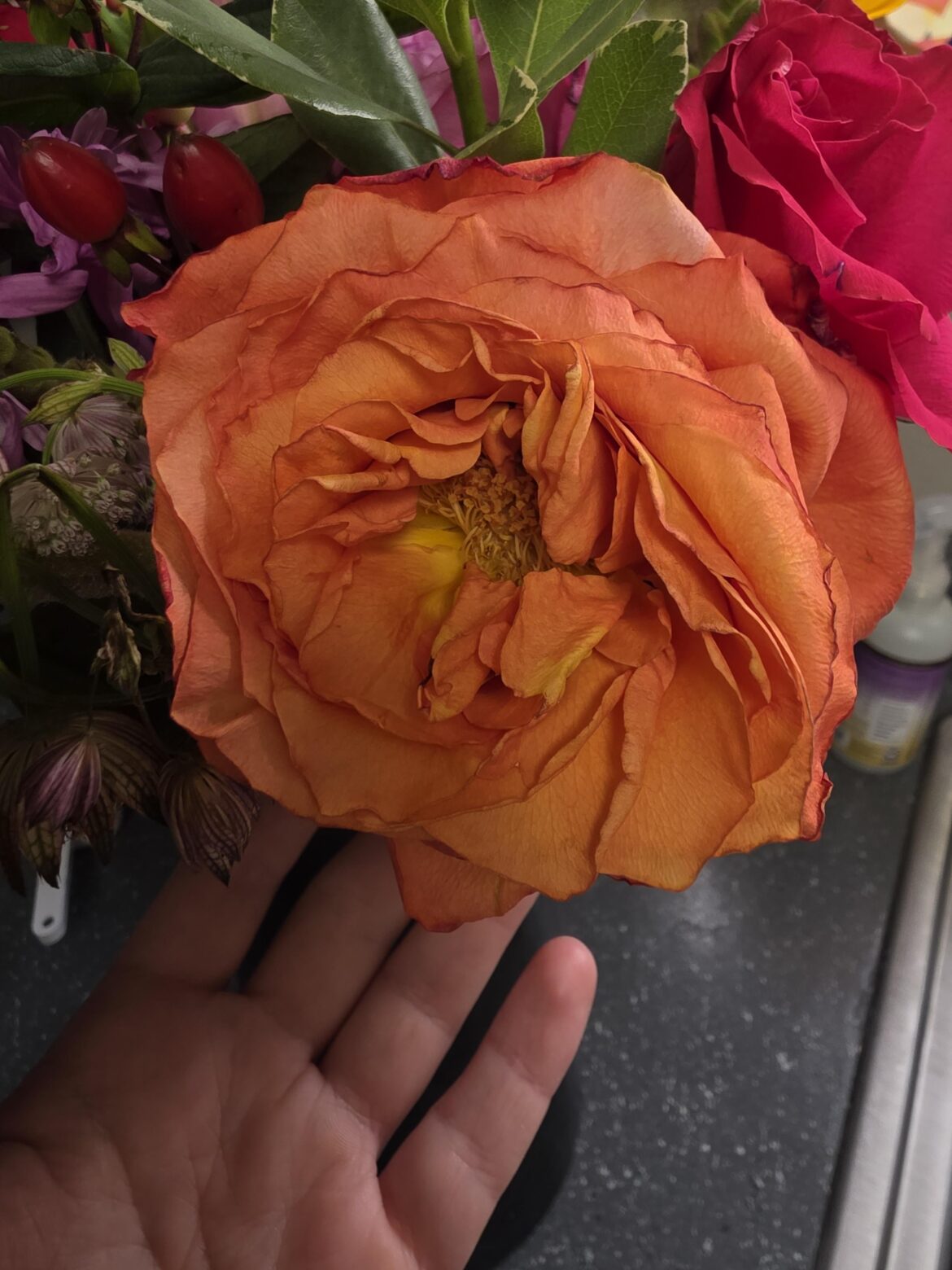 What kind of flower is this?