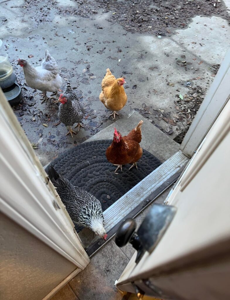 Chicken Tracking