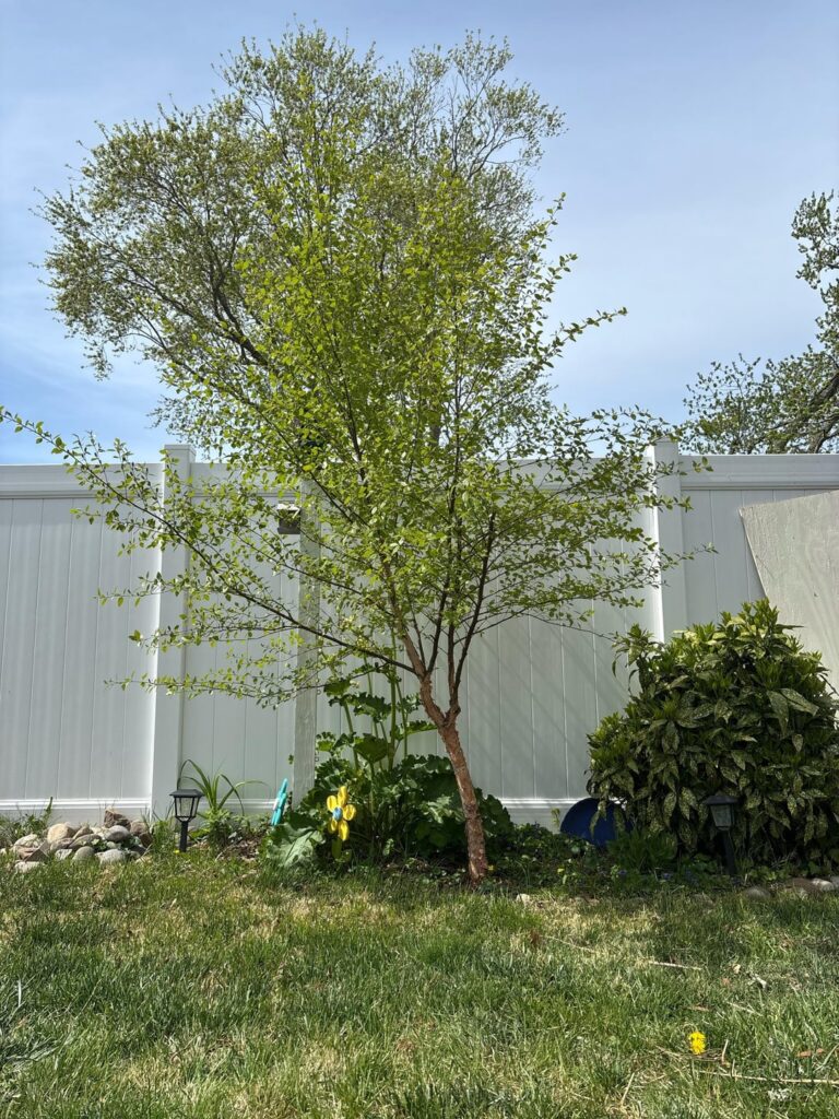 2 year old river birch growing with a lean. How can I train it to go straighter?