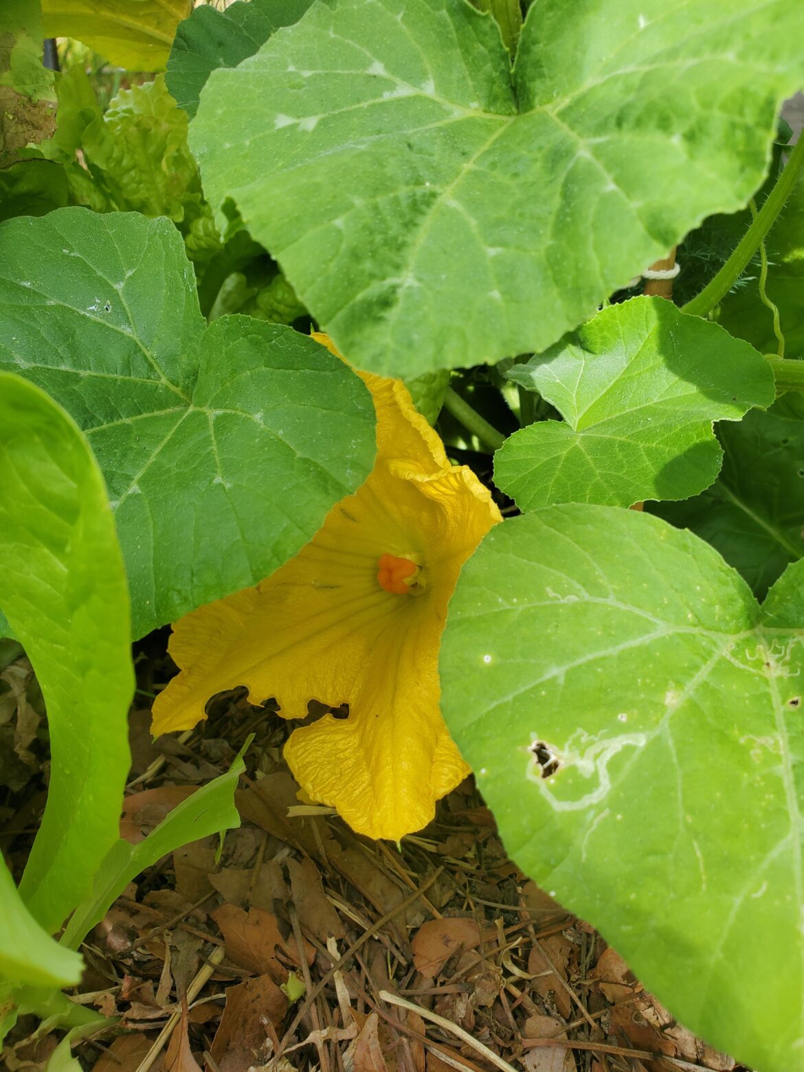 3rd female flower has opened up before a single male flower has on my honeynut squash - anything to be concerned about?