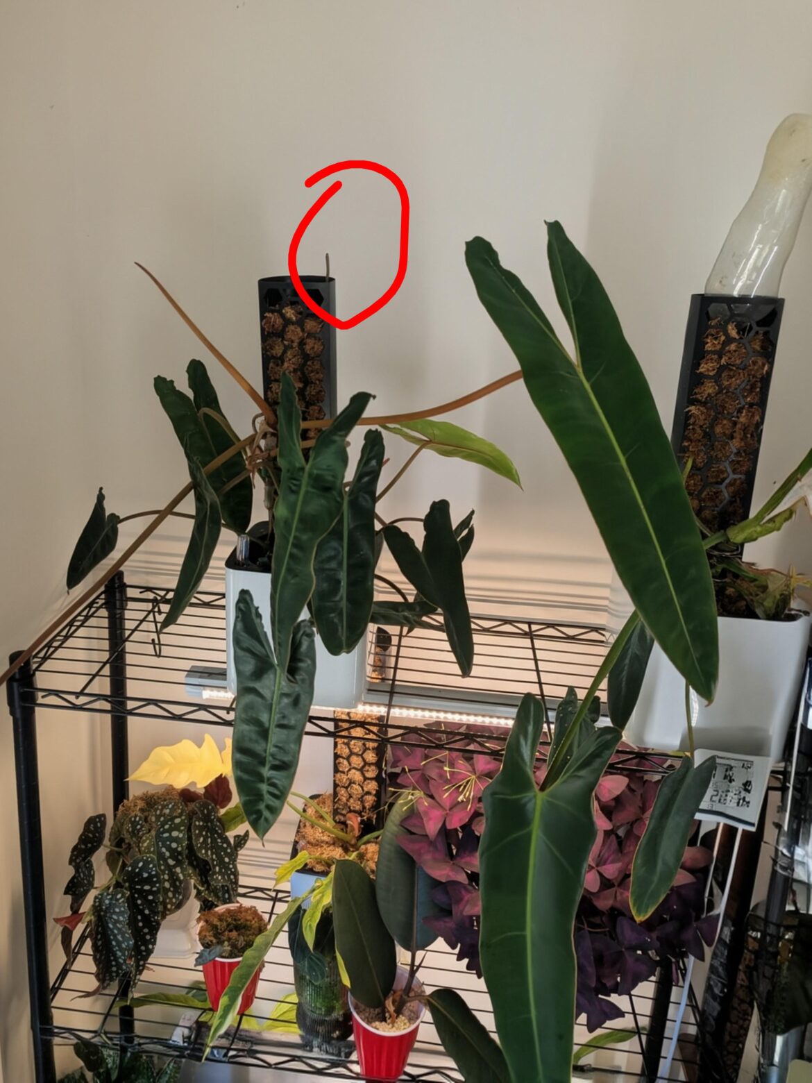 My Billie already wants to outgrow the pole