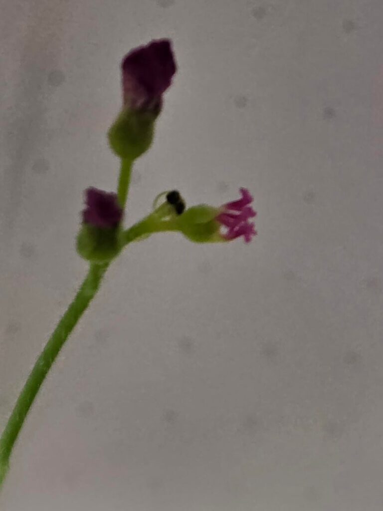 Weird Drosera Flower