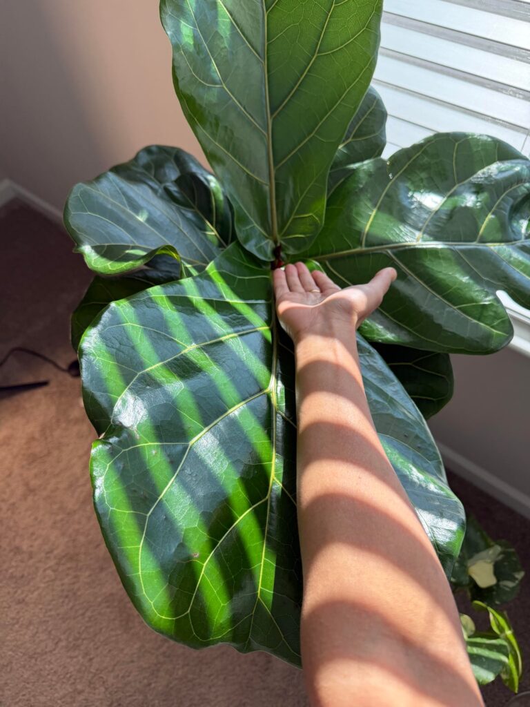 New leaves are massive 🧿 New leaves are massive 🧿