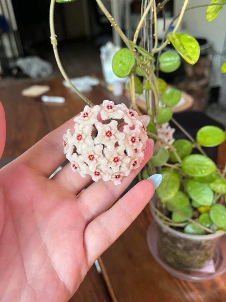 First blooms!