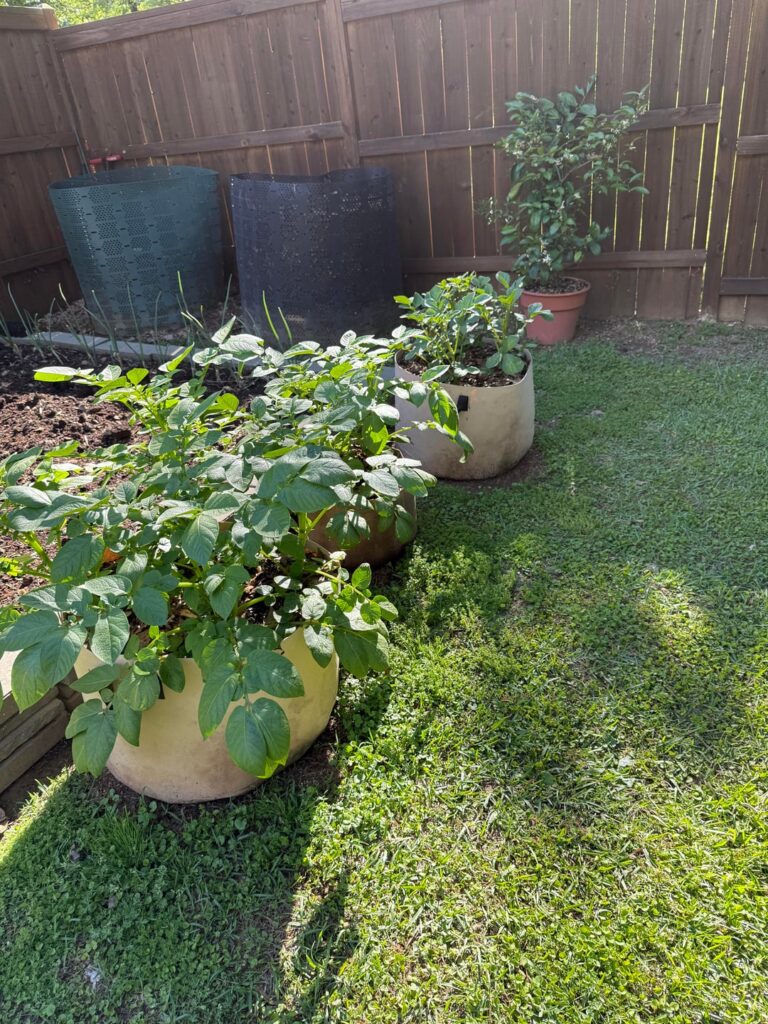 First time potato grower