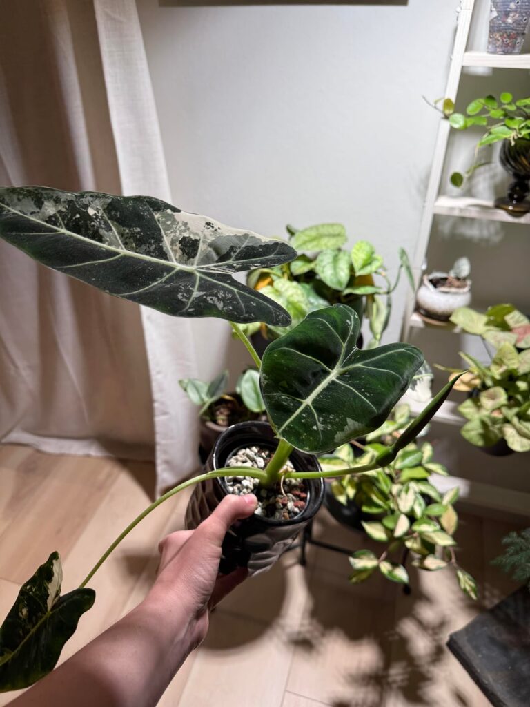 Do alocasia that are in semi hydro still prefer to be root bound? (First time trying semi hydro. Transitioned it in January or February-ish: more information in the body text) Do alocasia that are in semi hydro still prefer to be root bound? (First time trying semi hydro. Transitioned it in January or February-ish: more information in the body text)