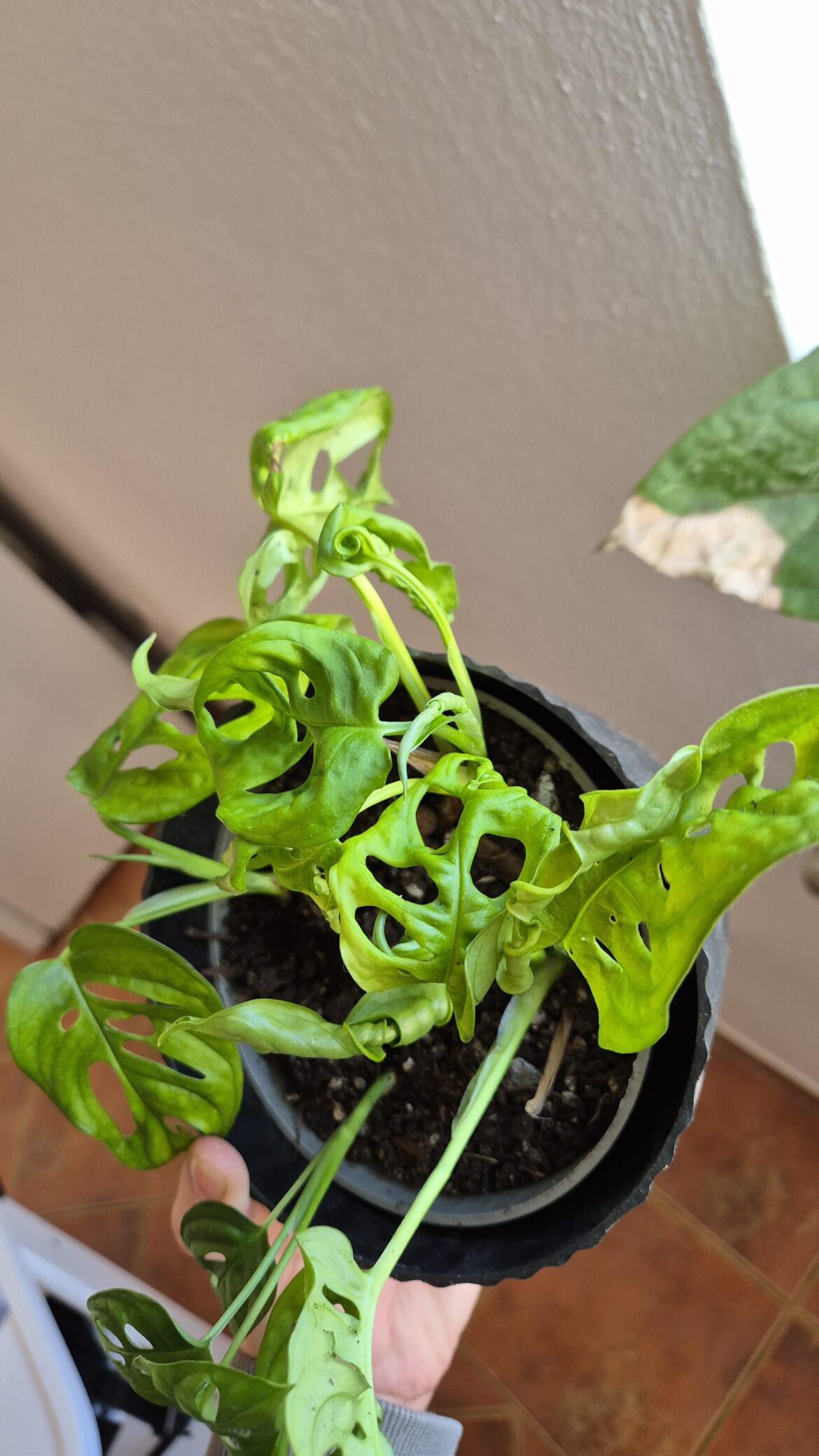 Leaf curling