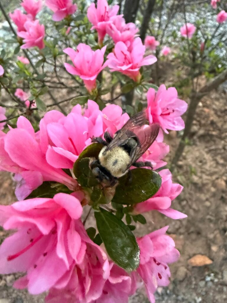 Pollinators At Work