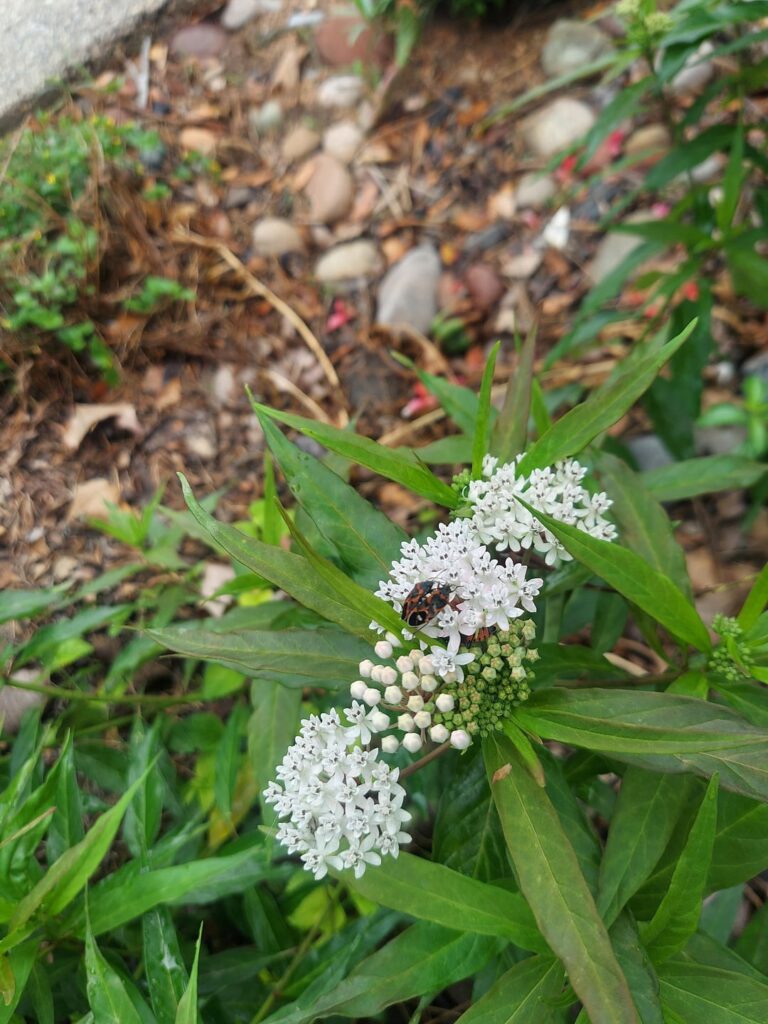 Milkweed variety that is safe to post