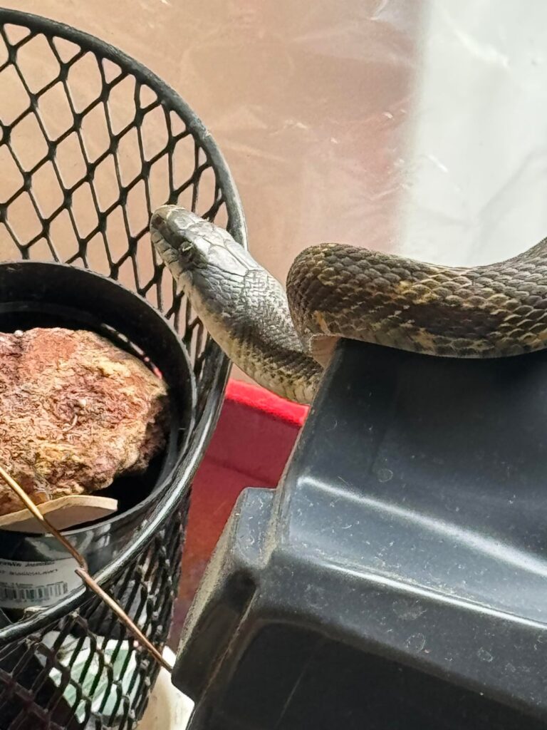 PSA – snakes are native too PSA - snakes are native too