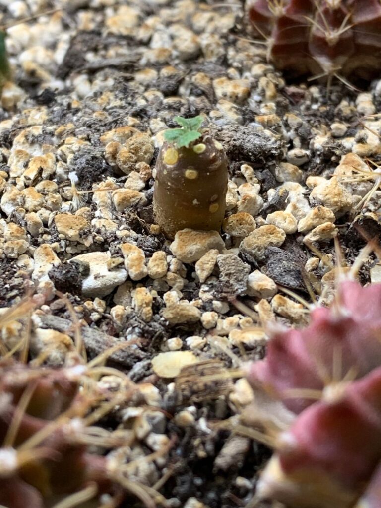 My little guy is growing after half a year.