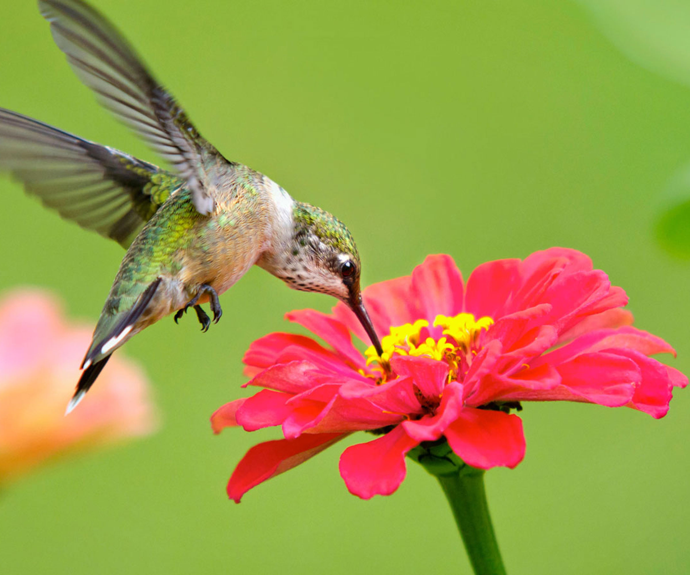 hummingbird on zinnia flower
