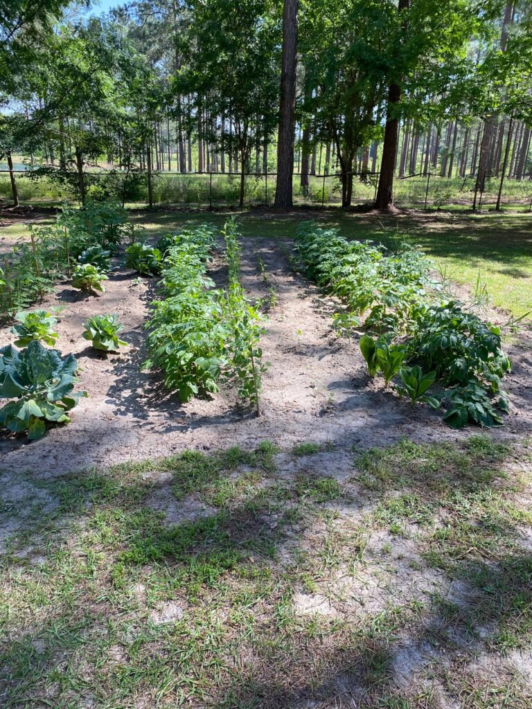 My country garden is pretty much doing good My country garden is pretty much doing good