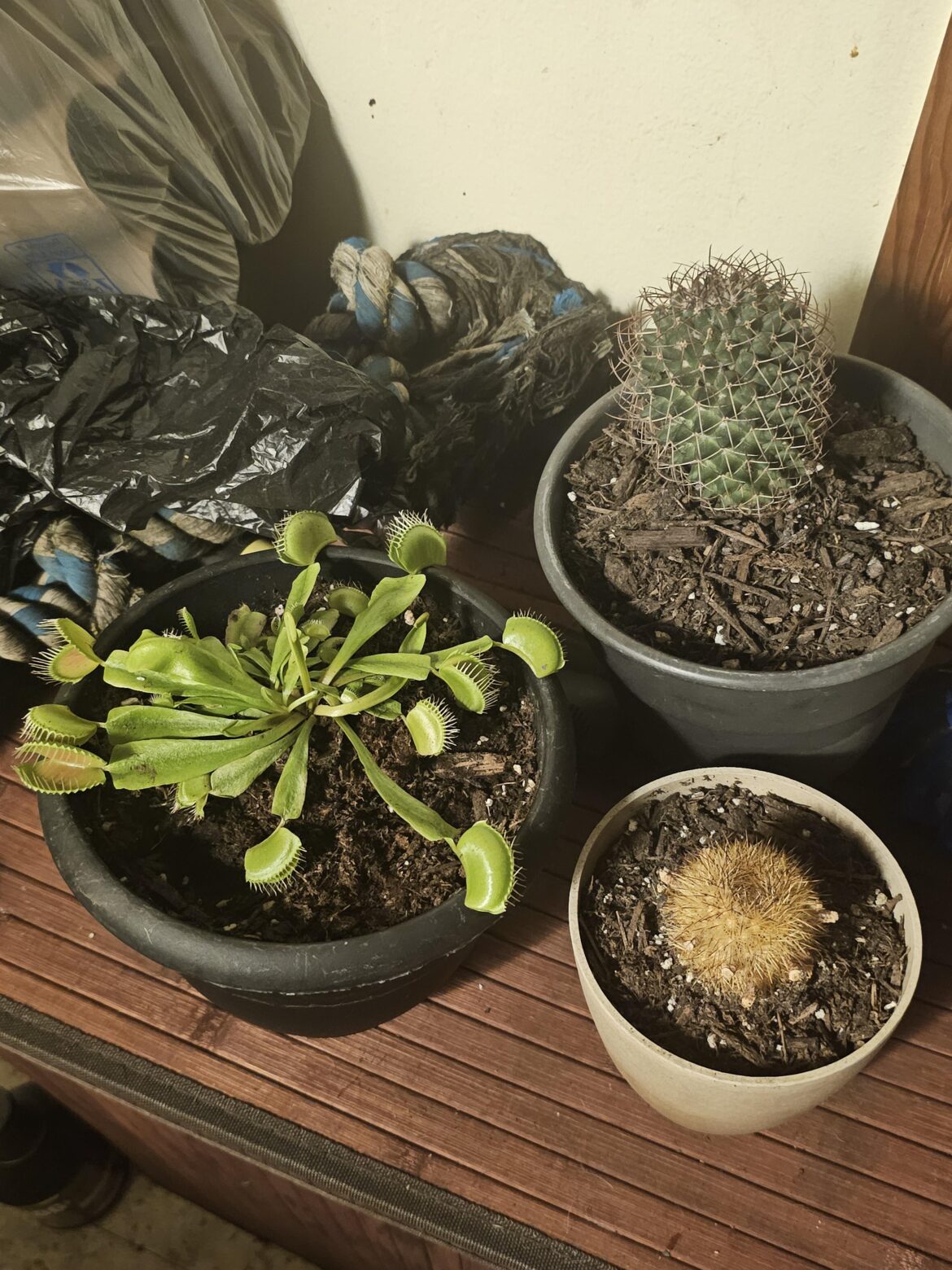 Are these healthy? Are these healthy?