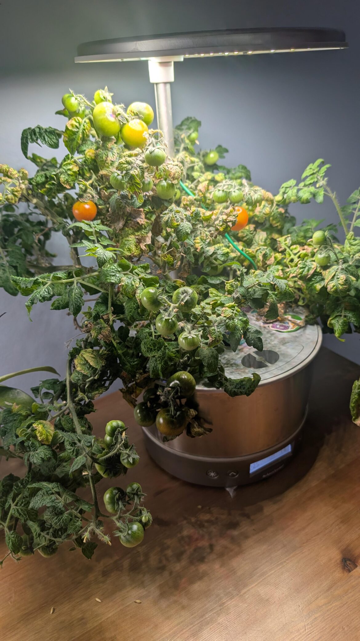 Aerogarden Cherry Tomatoes