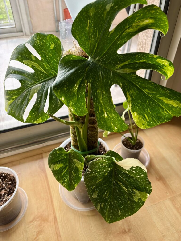 First leaf of the spring