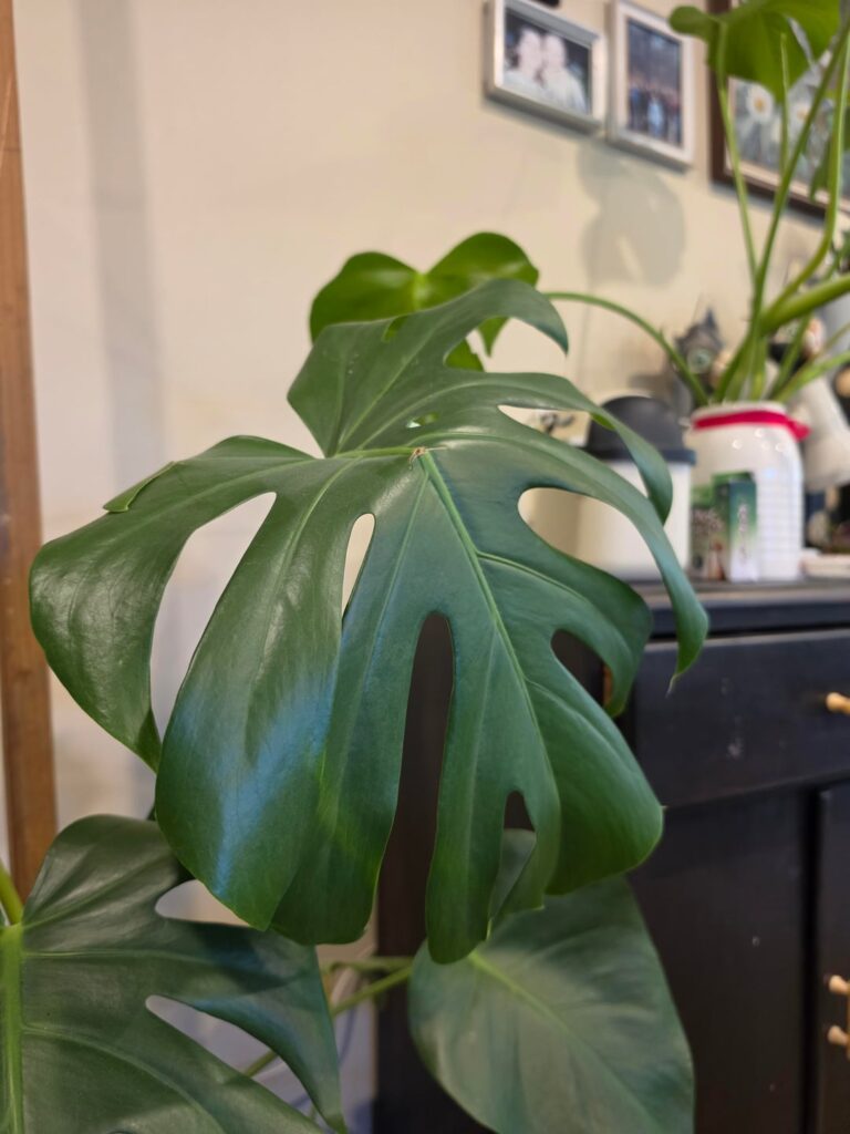 Leaf repair