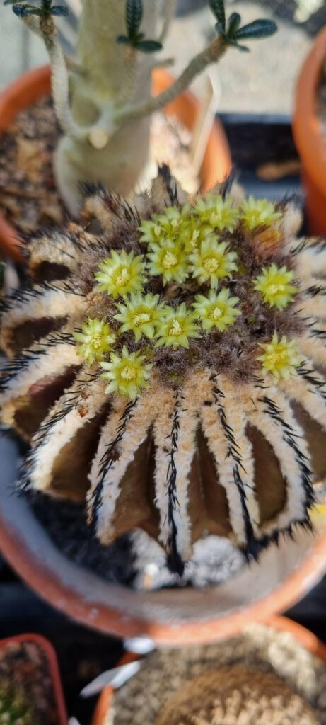 Uebellmania flowering today