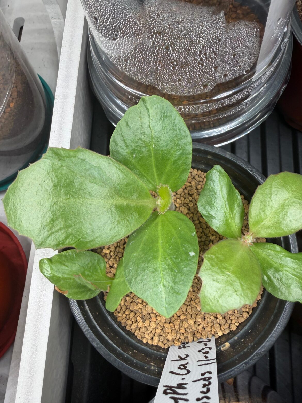 Cyphostemma seedling identify