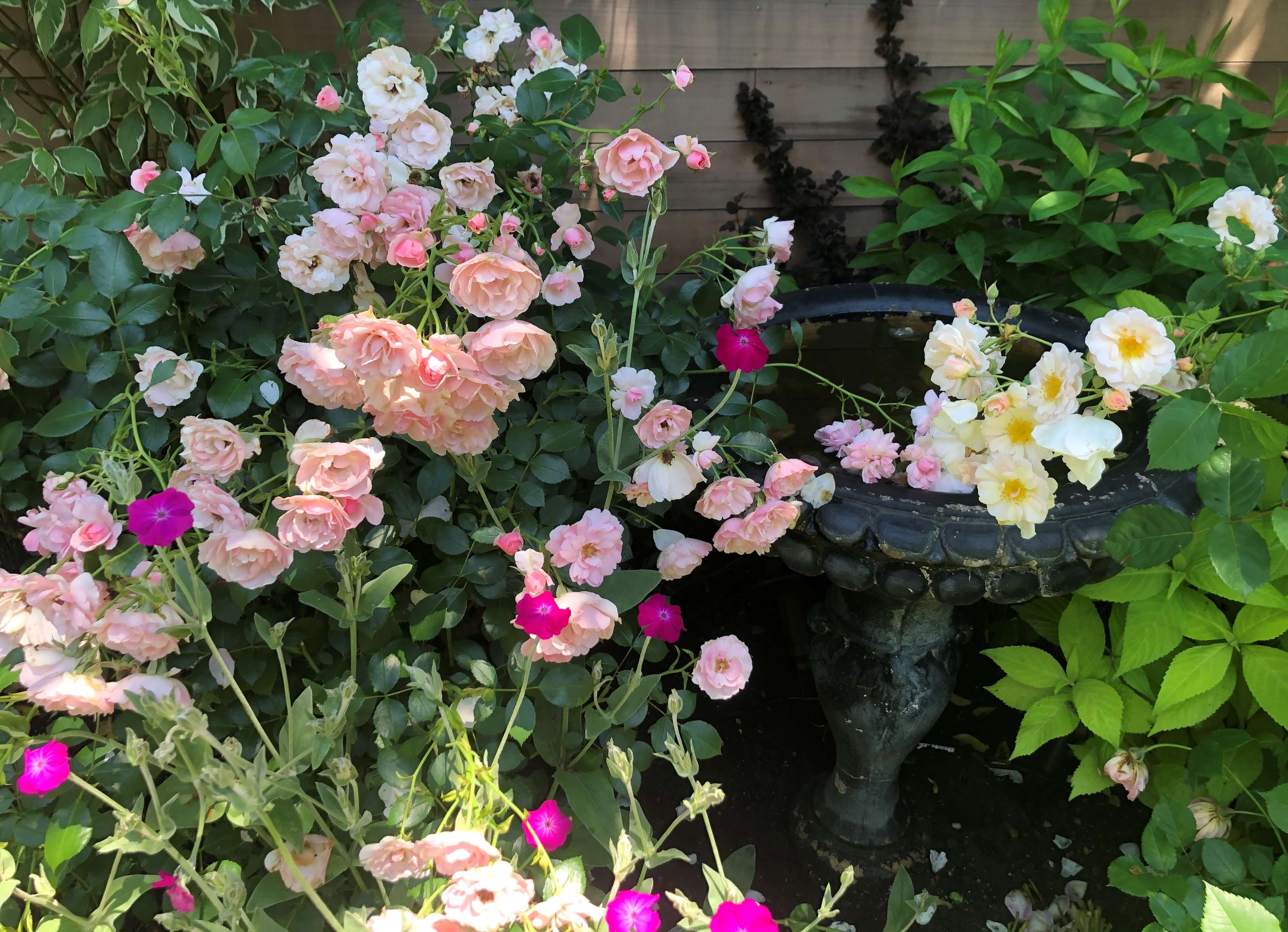 roses