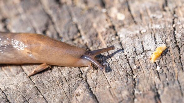 Garden Invasion - Little Slug in Spring 2026 Garden Invasion - Little Slug in Spring 2026