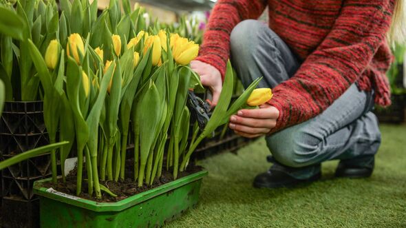 Gardener carefully pruning vibrant yellow tulips in a greenhouse setting