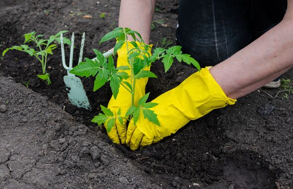 Gardening activity with tomato plant in soil Gardening activity with tomato plant in soil