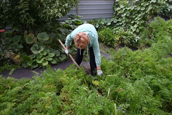 Gardening enthusiast tending to vegetables in a lush home garden during a sunny day Gardening enthusiast tending to vegetables in a lush home garden during a sunny day