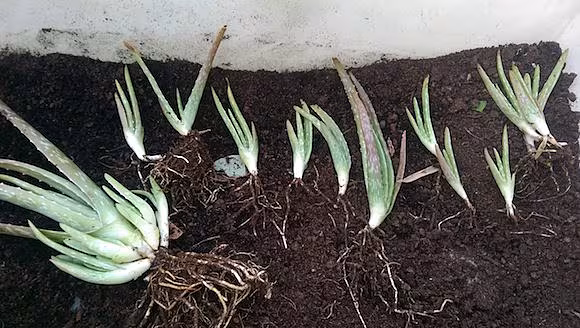 Seperating out new plants
