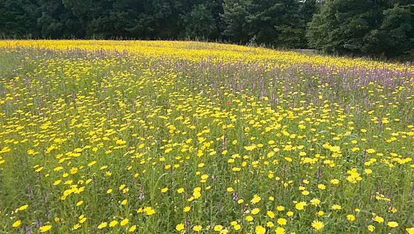 Whip Field in Oakfield Park in Raphoe.