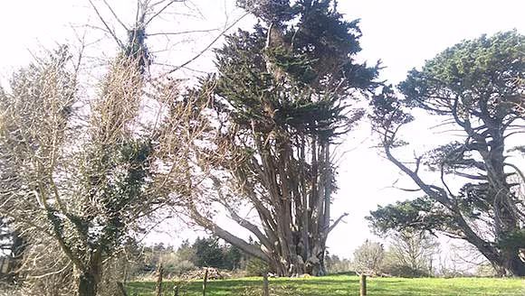 Heritage Trees within Ards Friary